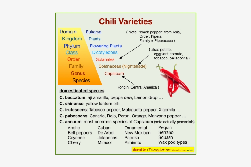 Chili Vs Pepper - Chili Pepper Taxonomic Classification, transparent png #1869016
