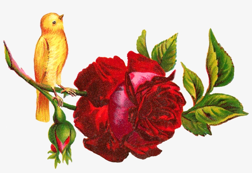 Yellow Rose Clipart Red - Clip Art, transparent png #1869174