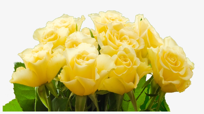 More Than Roses - Transparent Png Yellow Rose, transparent png #1869323