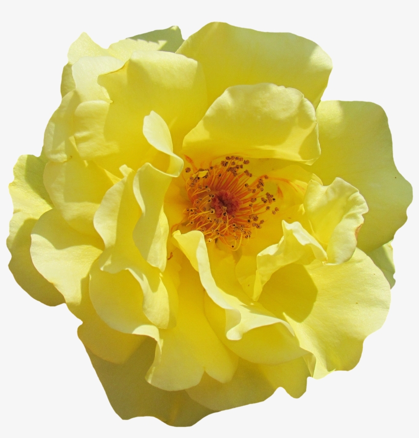 Rose, Blossom, Bloom, Yellow, Flowers, Garden Roses - Paco Rabanne Lady Million Lucky, transparent png #1869352