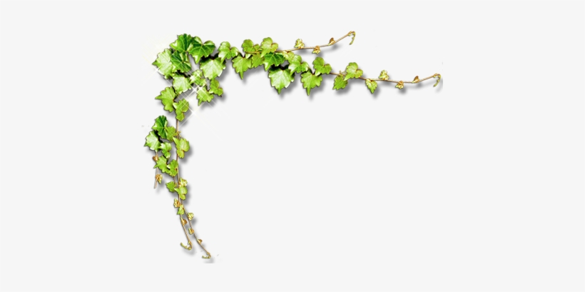Golden Vine Border Png Welcome To Tasty - Herbaceous Plant, transparent png #1870747