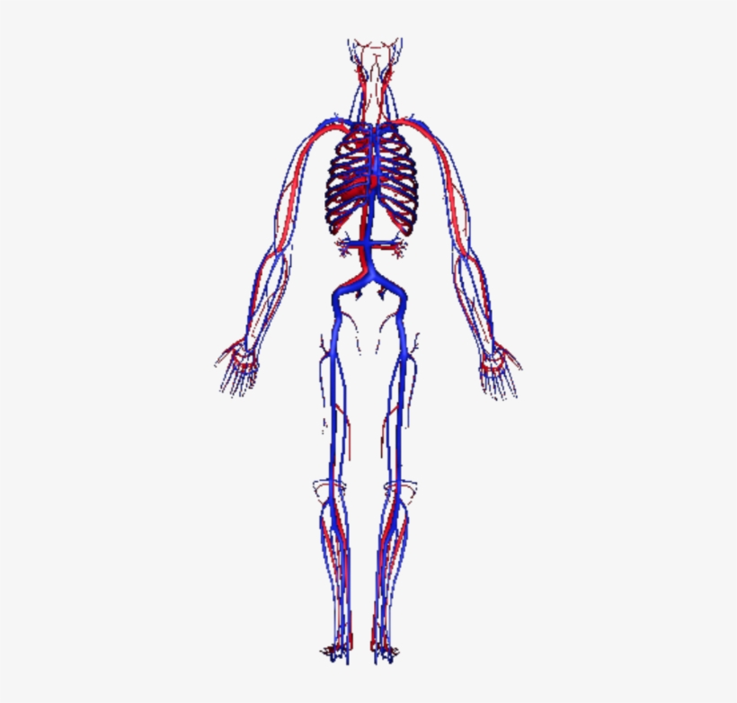 Human Circulatory System - Circulatory System Transparent, transparent png #1871634