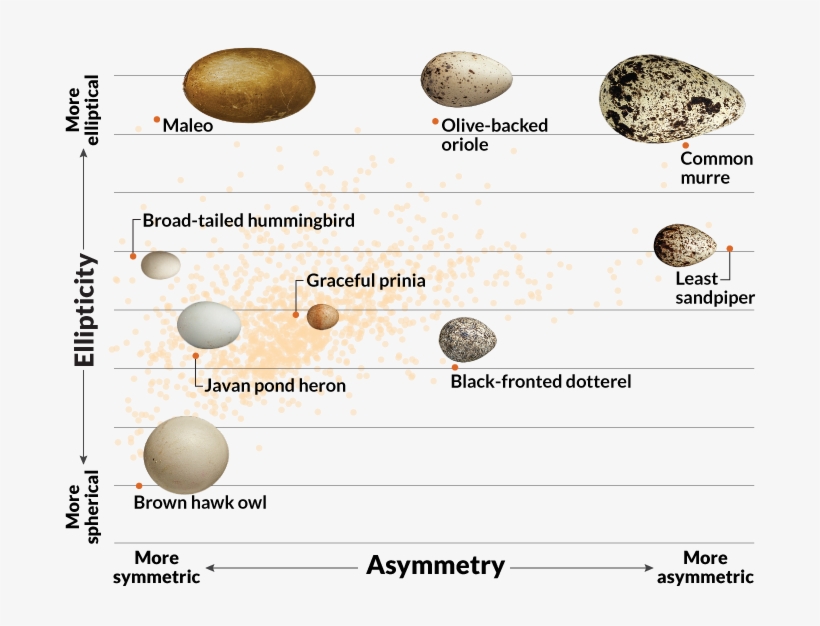 Researchers Examined The Eggs Of 1,400 Bird Species - Invertebrate, transparent png #1872940