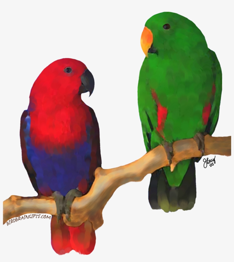 Eclectus Pair, Digital Oil Bird Perch, Parrot Toys, - Parrot, transparent png #1875620