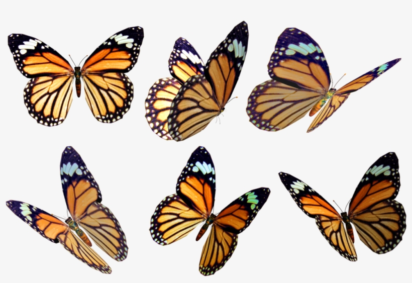 Butterflies 4 Png Stock By Roys-art - Free Butterfly Overlay Png, transparent png #1880584