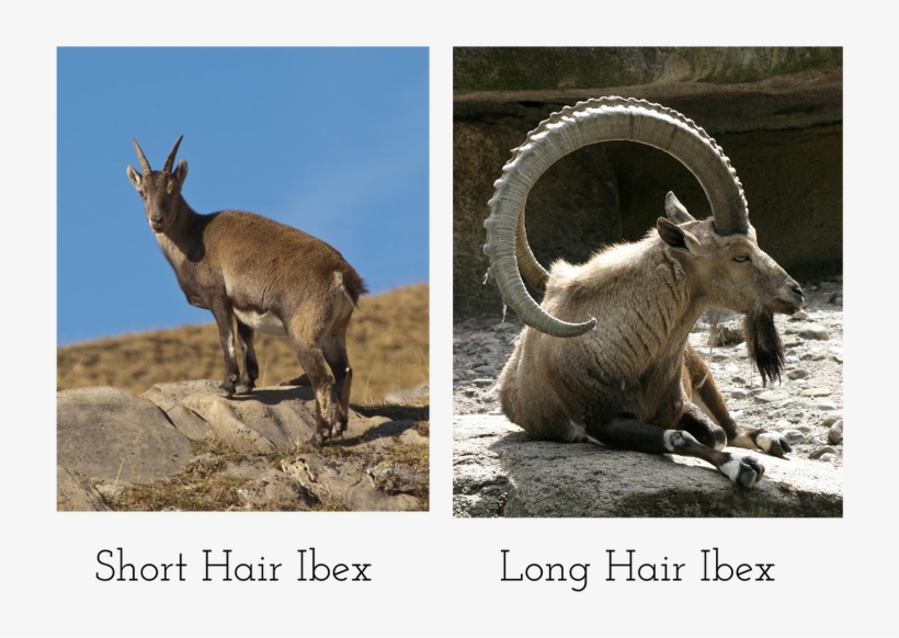 Picture - Animal Horns, transparent png #1881386