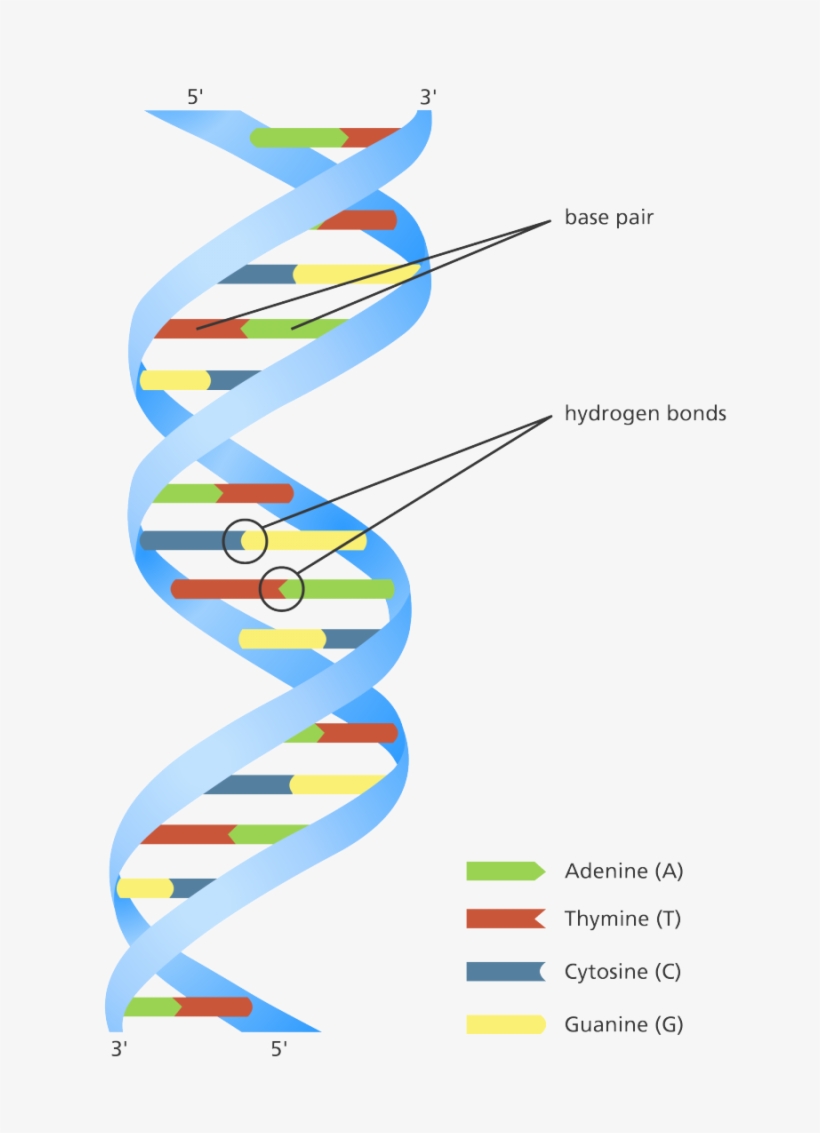 Illustration Showing The Double Helix Structure Of - Colour Dna Double Helix, transparent png #1881865