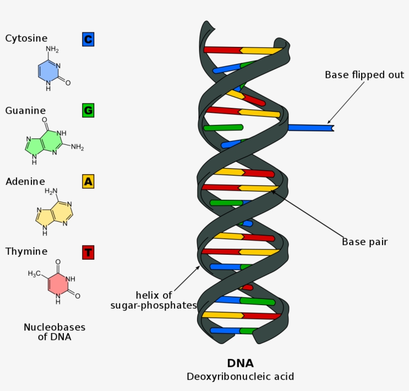 Dna And Rna, transparent png #1881889