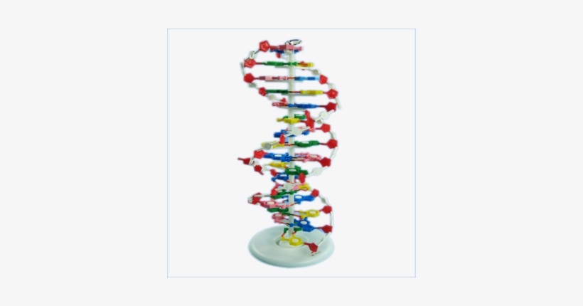 High Quality Teaching Aids Human Dna Double Helix Model - Dna, transparent png #1882065