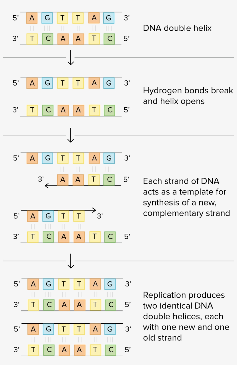 Schematic Of Watson And Crick's Basic Model Of Dna - Dna, transparent png #1882290
