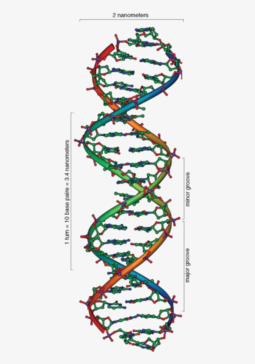 Science Of Human Origins, transparent png #1882490