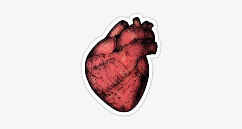 Red Sticker By Squidy - Anatomic Heart Tumblr Png, transparent png #1882673