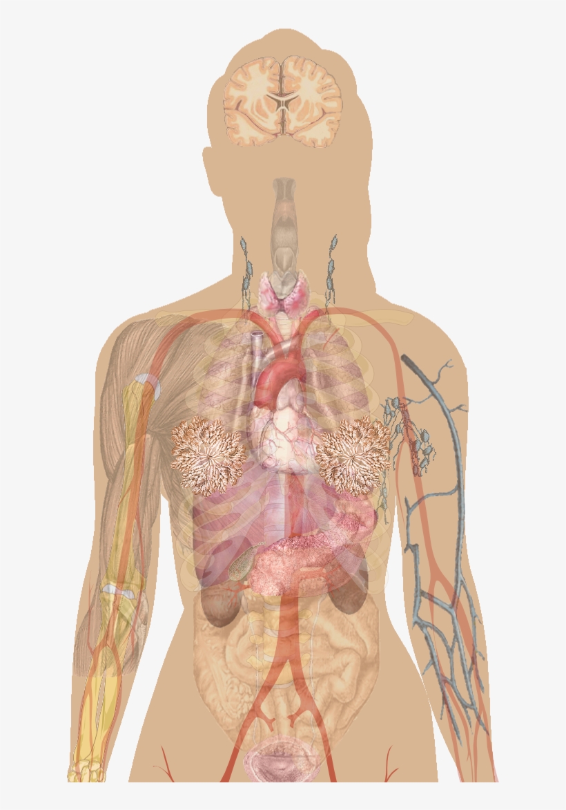 Anatomical Heart Fitness Tops - Thyroid Bruising, transparent png #1883146
