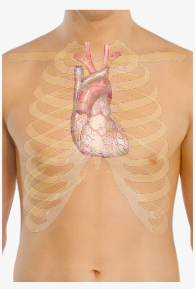Surface Anatomy Of The Heart - Ecg For Beginners [book], transparent png #1883214