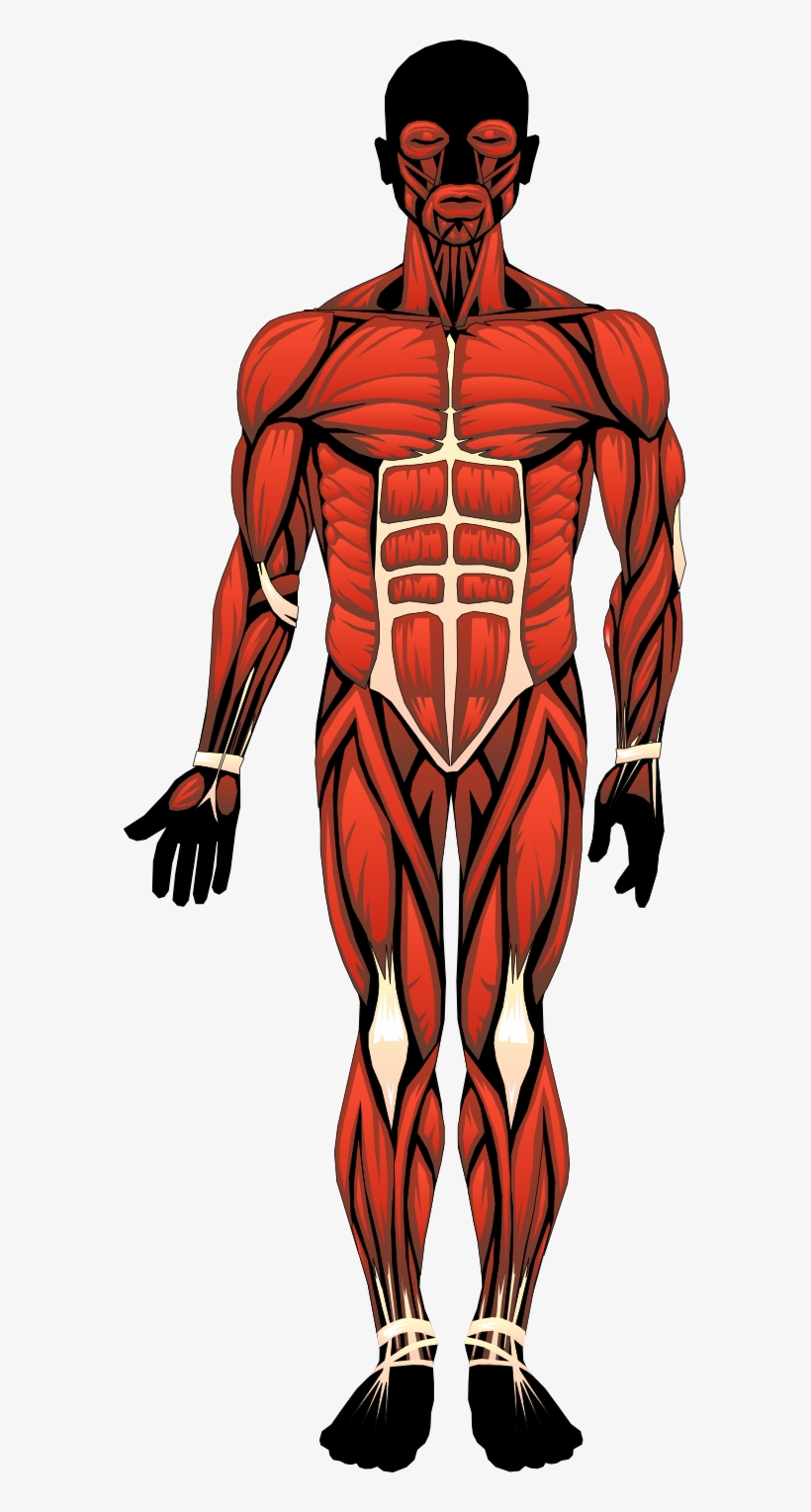 Anatomical Heart Clip Art - Clip Art Human Anatomy, transparent png #1883438