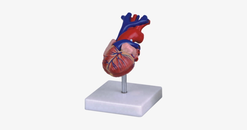 Plastic Human Heart Model - Heart, transparent png #1883501
