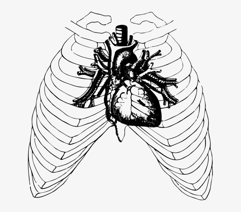 Free Photo Health Halloween Anatomy Heart Ribs Human - Auscultacion De Focos Cardiacos, transparent png #1883618