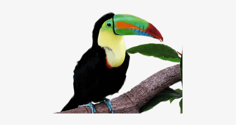 Keel-billed Toucan - Superior Product “of Keel-billed Toucan” Large Tote, transparent png #1884239