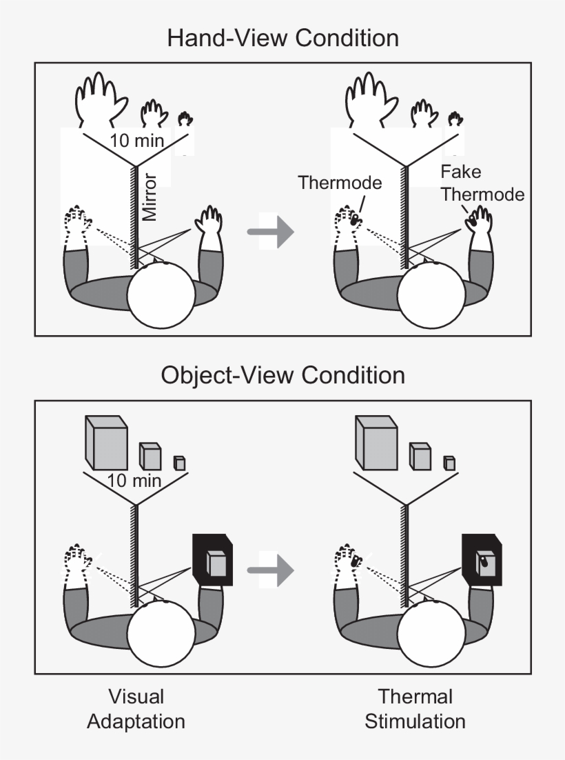 Participants Gazed Toward Their Left Hand - Diagram, transparent png #1884273