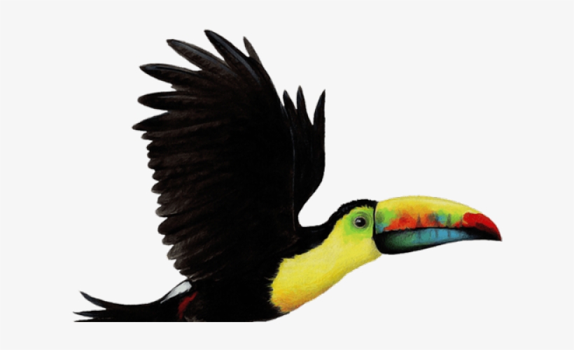 Toucan Clipart Flying - Toucan Bird Png, transparent png #1884319