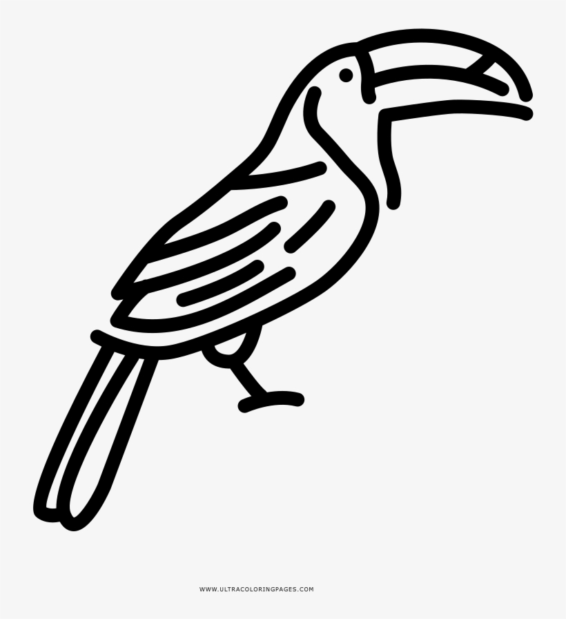 Toucan Coloring Page - Illustration, transparent png #1884346