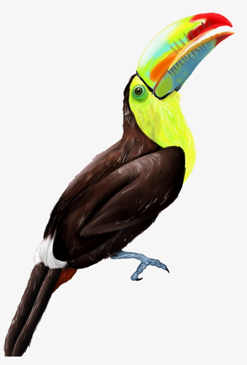Keel Billed Toucan - Keel Billed Toucans Png, transparent png #1884823