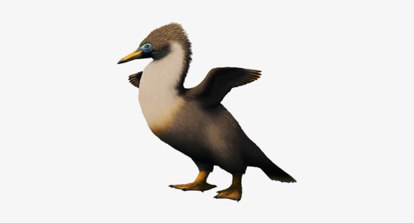 Copepteryx Hexeris, A Plotopterid Bird From The Late - Booby, transparent png #1887111