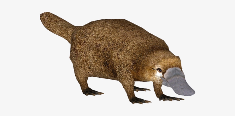 Platypus Longisquama - Platypus Transparent, transparent png #1890885