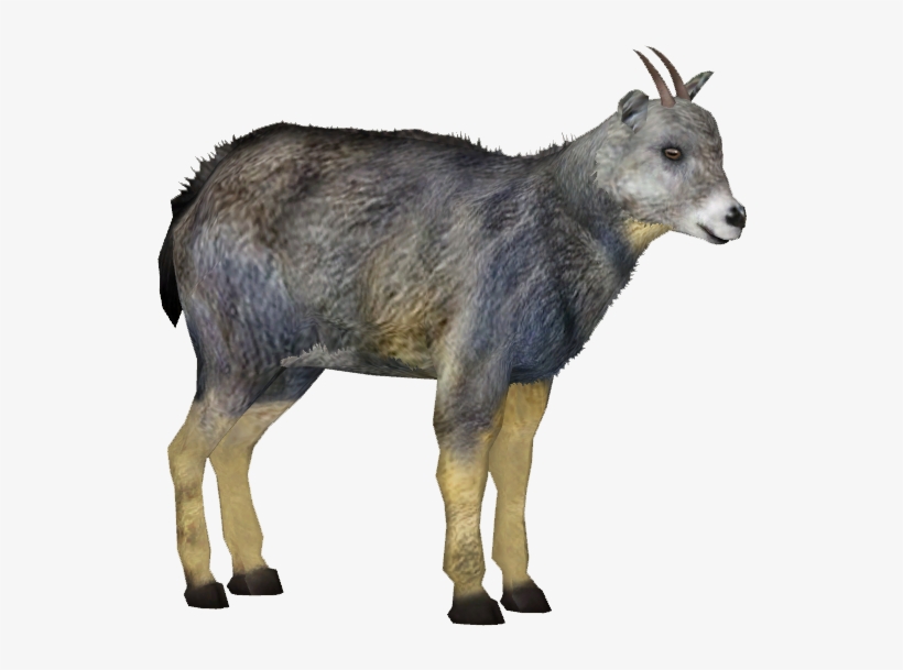 Chinese Goral - Goral Png, transparent png #1891007