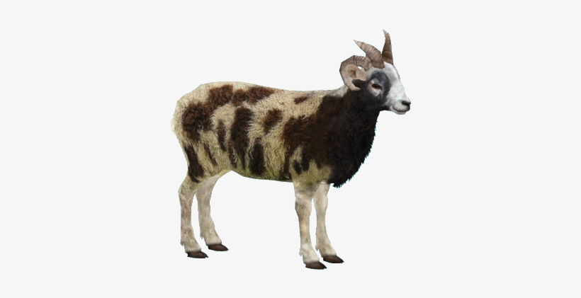 Jacobsheepm1 - Zt2 Goat, transparent png #1891010