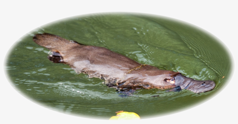 The Australian Platypus Park Is Home To A Large And, transparent png #1891174