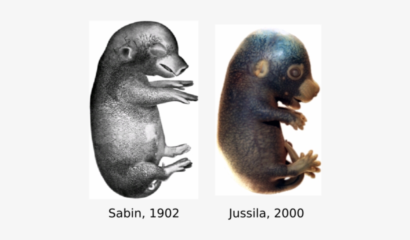 The Jeltsch Laboratory - University Of Helsinki, transparent png #1891220