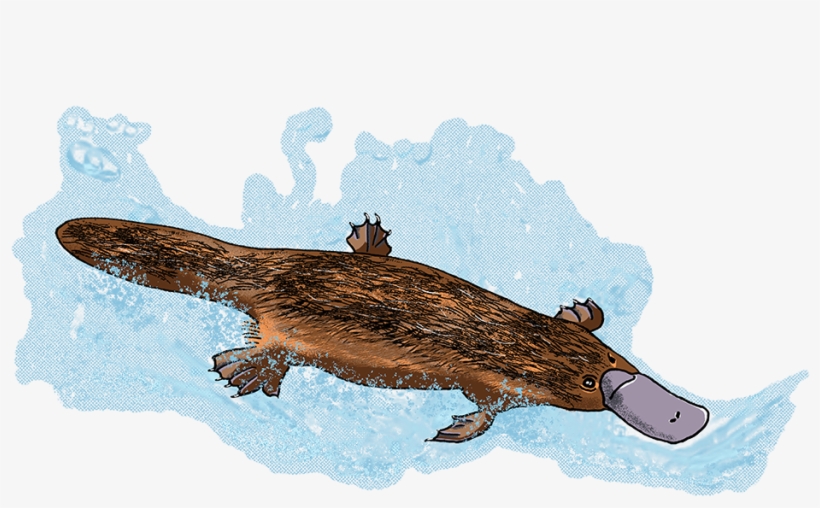 #eleeart Hashtag On Twitter - Alligator, transparent png #1891239