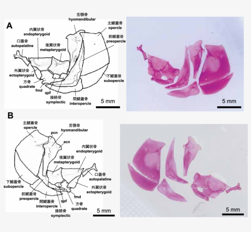 The Opercular Bones And Suspensorium Of Zacco Platypus - Opercular Bones, transparent png #1891385