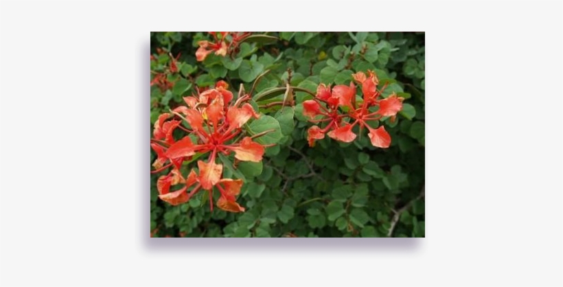 Bauhinia - Caesalpinia, transparent png #1892699
