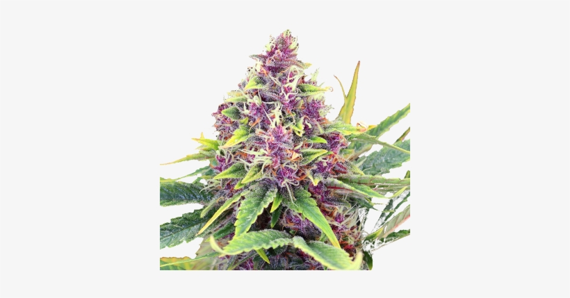 Blueberry Kush Feminized Cannabis Seeds - Blueberry Kush, transparent png #1892767