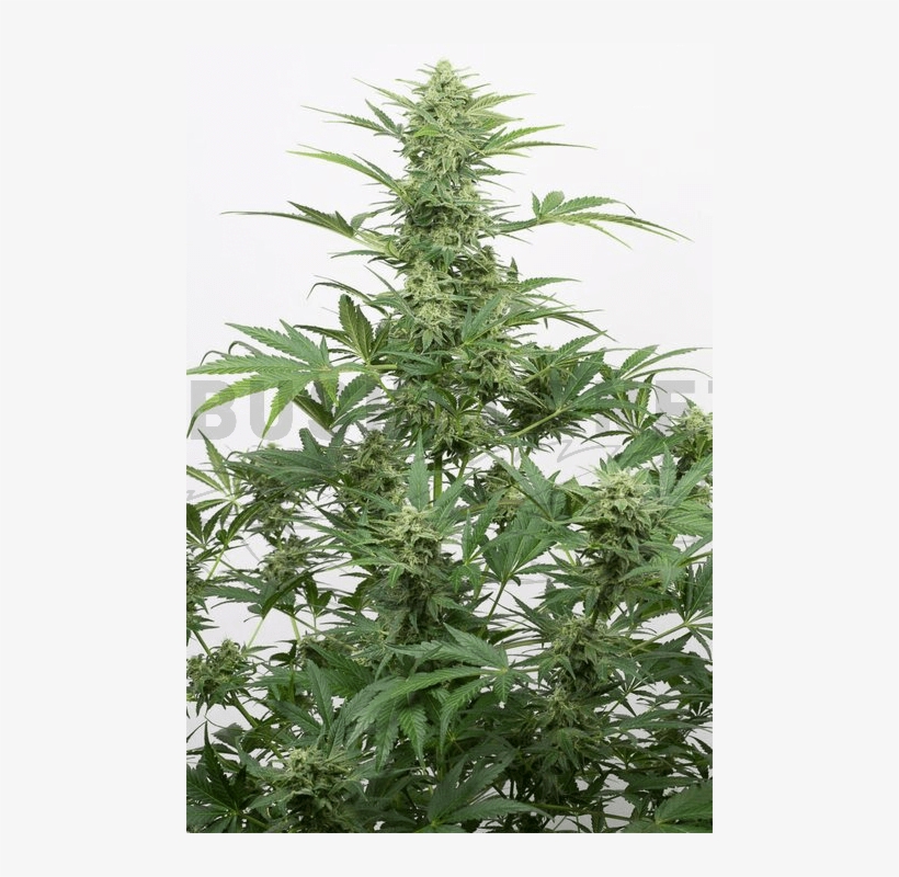 Dinafem / Auto 5 Pack / Industrial Plant Cbd - Auto Dinafem Industrial Plant Auto Cbd, transparent png #1892908