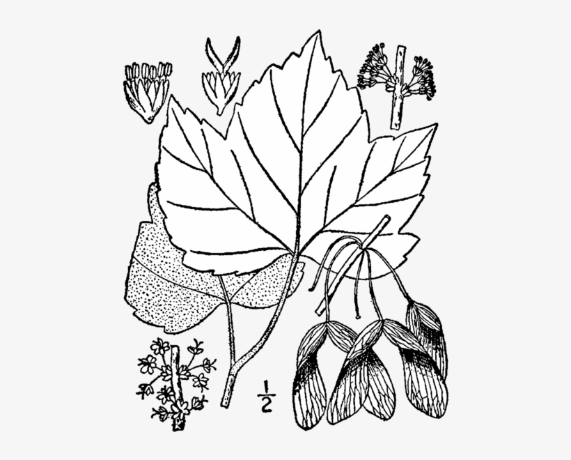Britton - Red Maple, transparent png #1893004
