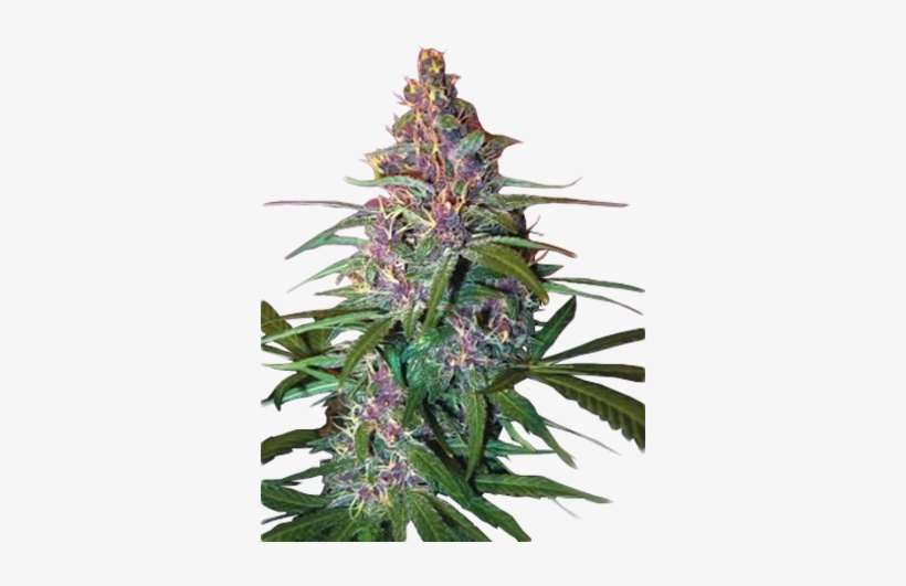 Critical Purple Auto-flowering Feminized Cannabis Seeds - Critical Purple Kush Strain, transparent png #1893058