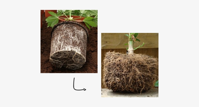 Fabric Pots Improve Root Structure - Fabric Pot Vs Plastic, transparent png #1893150