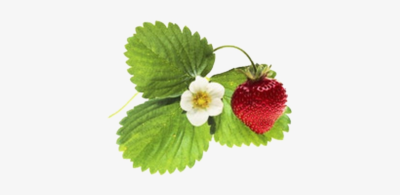 Tubes Fruits - Poster: Dlillc's Strawberry And Blossom, 41x41in., transparent png #1896037