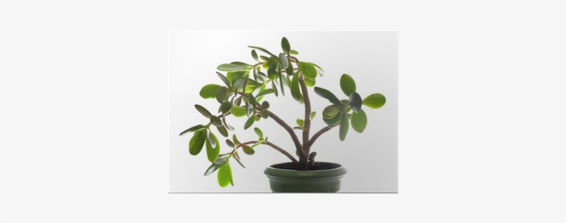 Crassula Plant Isolated On White - Dollar Tree Plant, transparent png #1897161