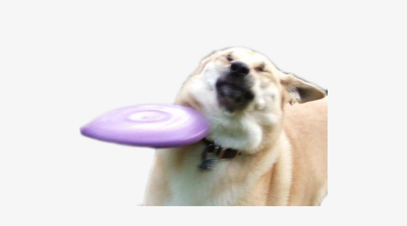 Dog Dog Dog Breed Dog Breed Group Dog Like Mammal Snout - Funny Frisbee, transparent png #1897490