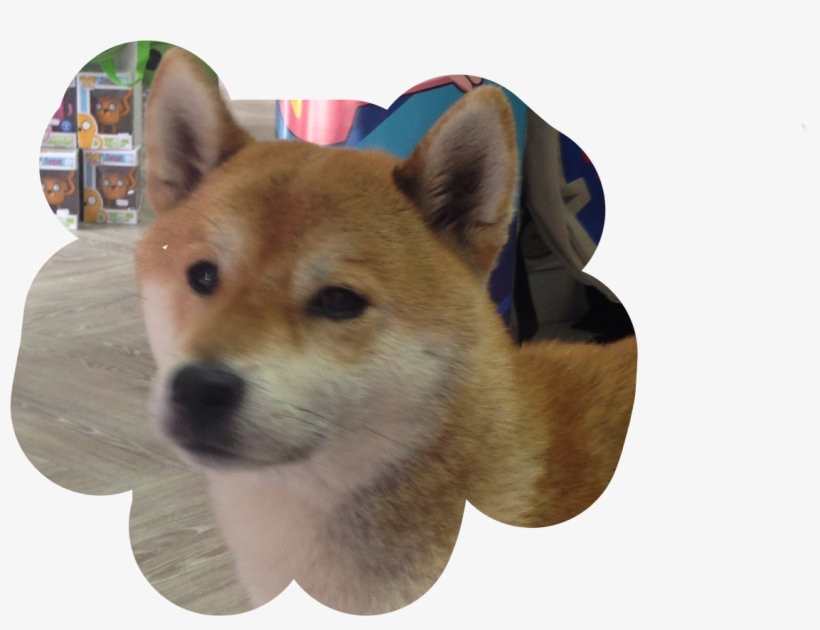 Doge Sticker - Companion Dog, transparent png #1898004