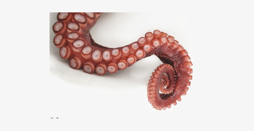Octopus Tentacles Png File - Giant Pacific Octopus Tentacles, transparent png #1898150