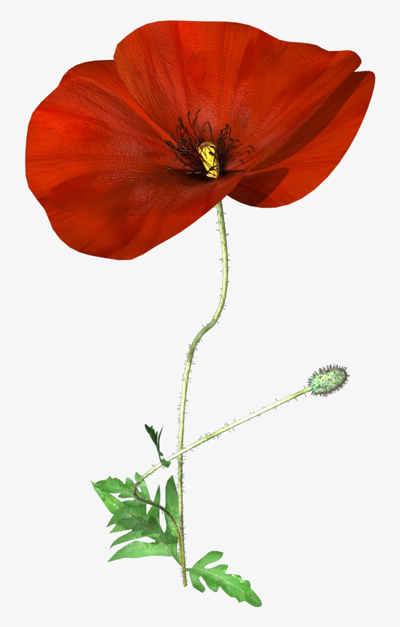 Hand Painted A Poppy Flower Png Transparent - Portable Network Graphics, transparent png #1899613