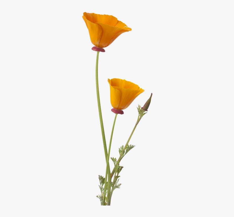 California Poppy Png - California Poppy Flower Png, transparent png #1899662