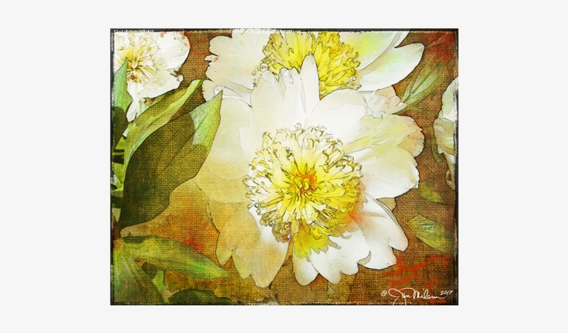 White Peony Canvas - Crenate Orchid Cactus, transparent png #190563