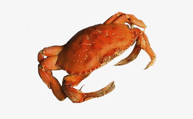 Crab Png - Crab Png Transparent Background, transparent png #190805