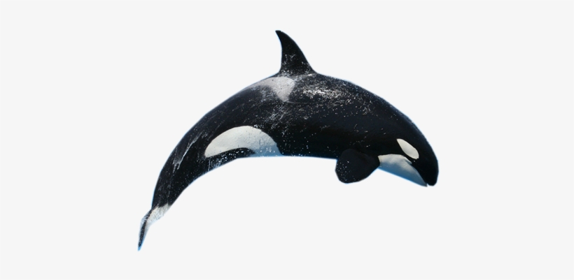 Whale Png, transparent png #190868